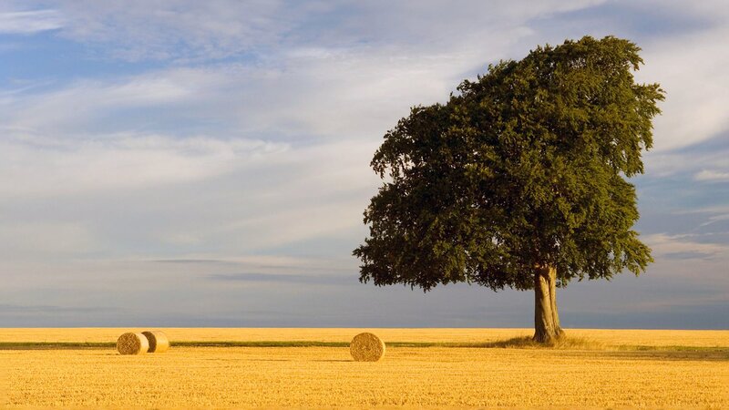 Single Tree in Field — Yellow, Serene