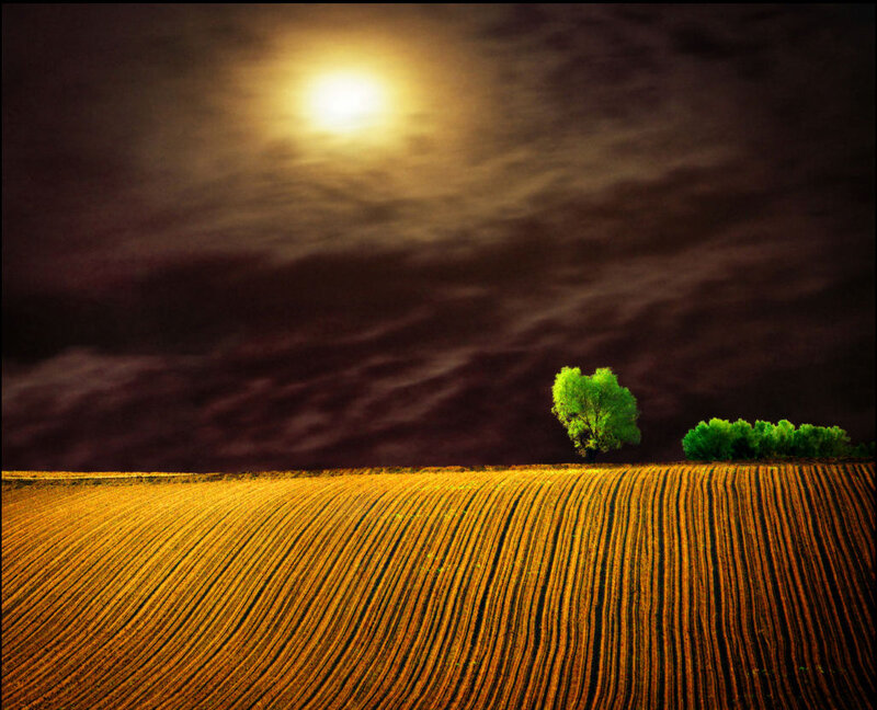 Single Tree in Field — Yellow