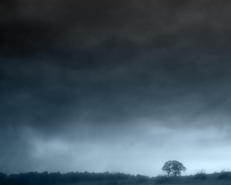 Single Tree in Fog