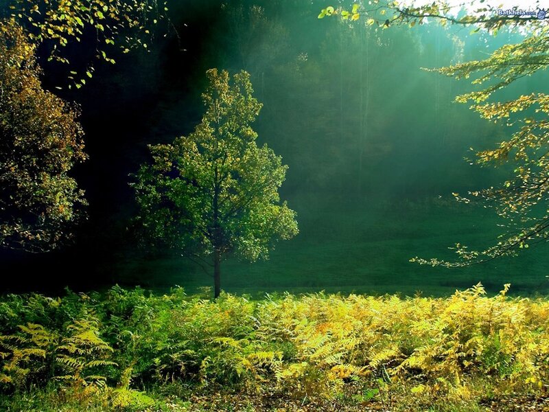 Single Tree in Forest
