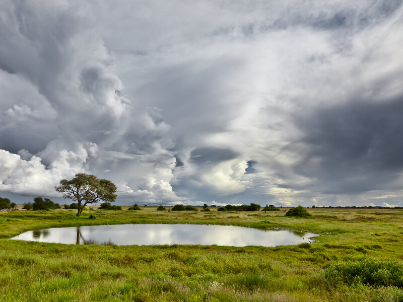Single Tree in Grassland