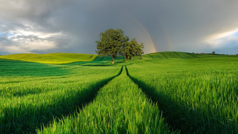 Single Tree in Green Field