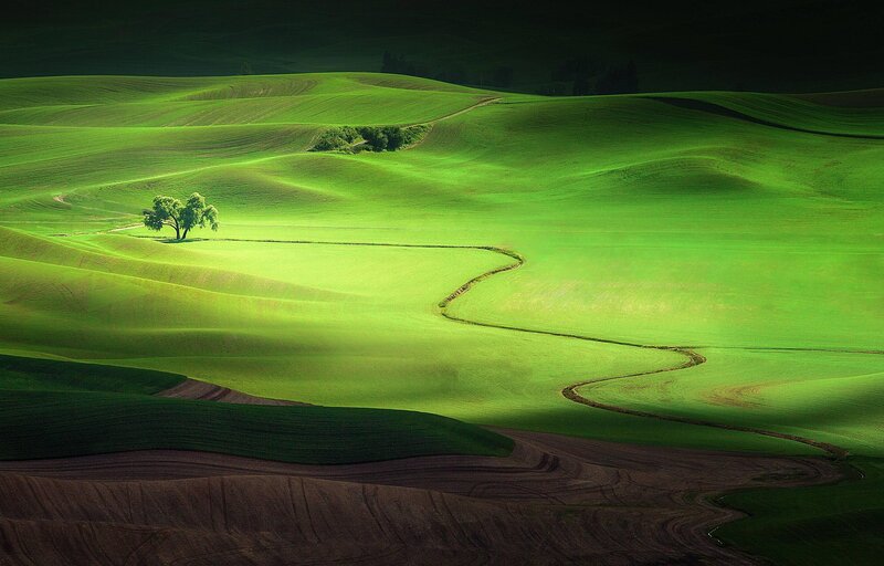 Single Tree in Green Hills