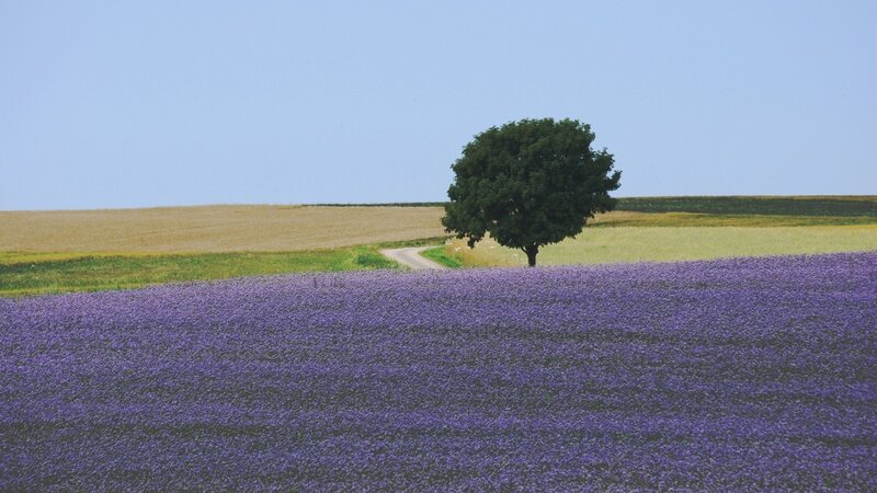 Single Tree in Lavender Field — Purple