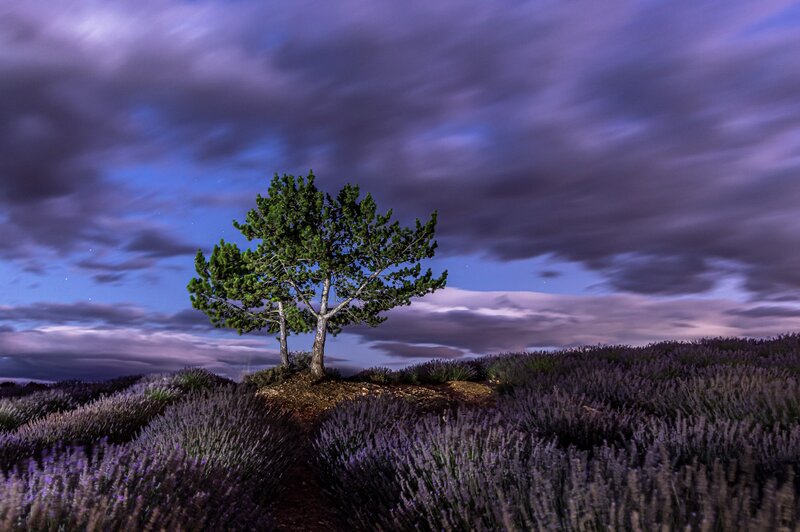 Single Tree in Lavender Field