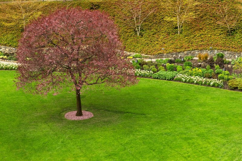 Single Tree in Lawn