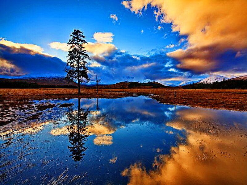Single Tree in Marsh