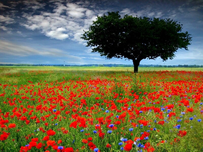 Single Tree in Poppy Field — Red, Serene, Afternoon