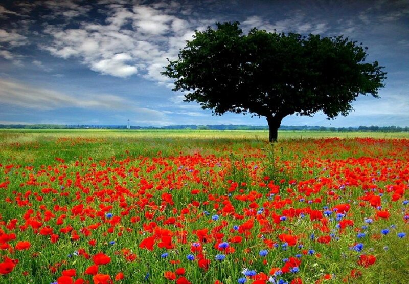 Single Tree in Poppy Field — Red, Serene