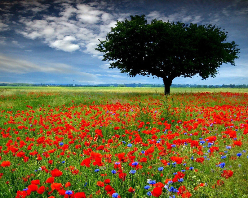 Single Tree in Poppy Field — Red