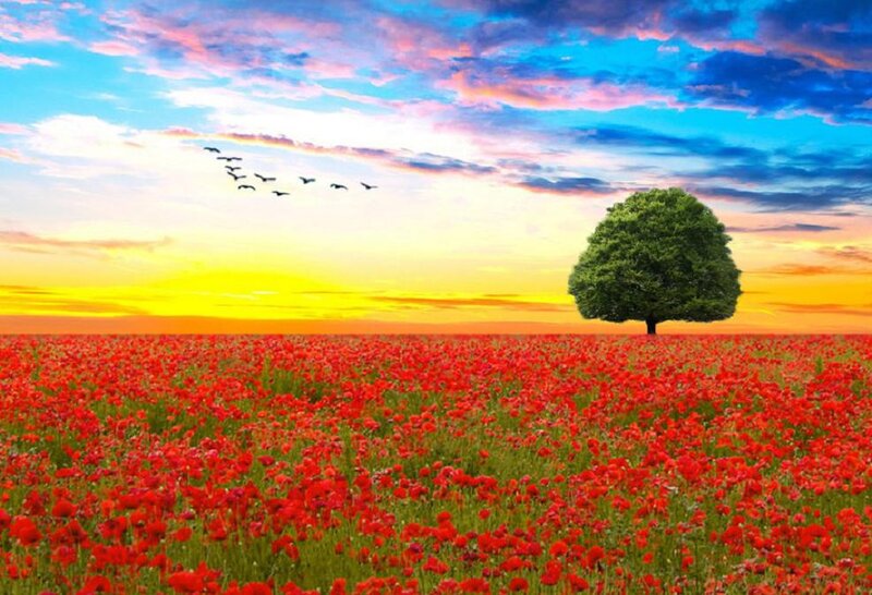 Single Tree in Poppy Field
