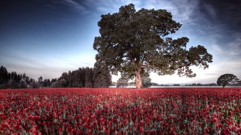 Single Tree in Red Field — Serene