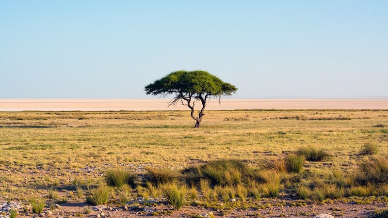 Single Tree in Savanna