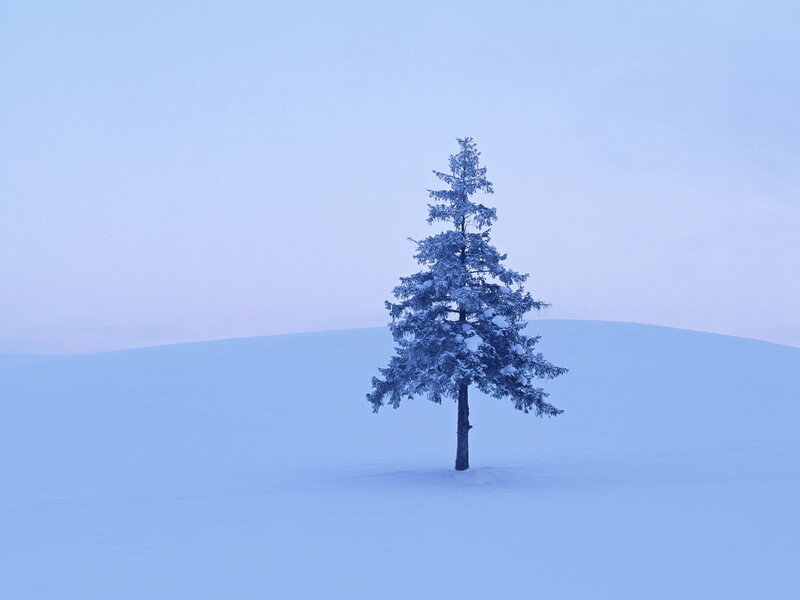 Single Tree in Snow — Blue, Serene