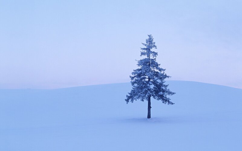 Single Tree in Snow — Blue, Serene, Winter
