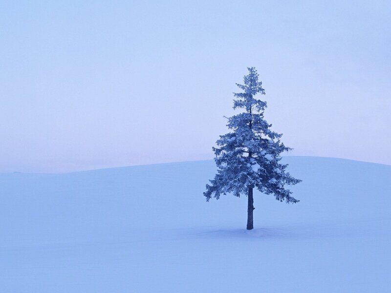 Single Tree in Snow — Blue