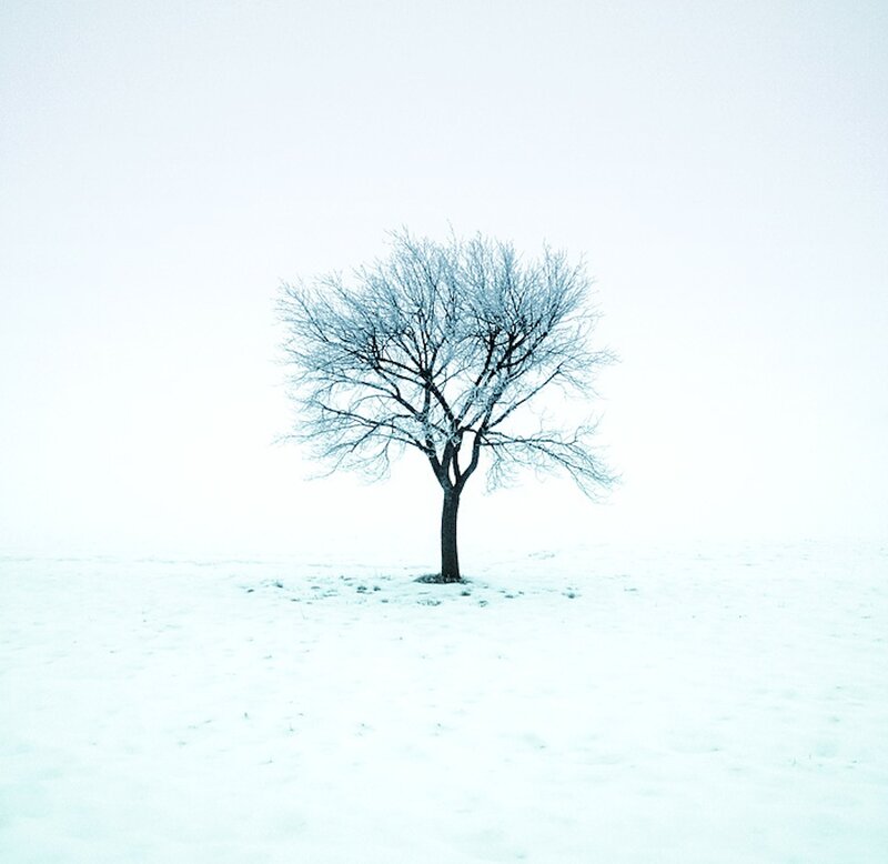 Single Tree in Snow — White, Cold