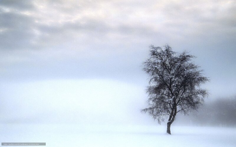 Single Tree in Snow — White, Cold, Winter, Photograph