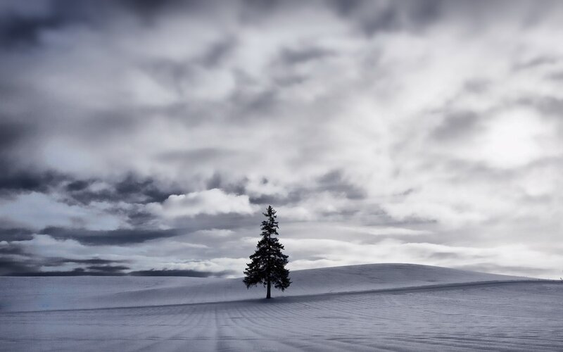 Single Tree in Snow — White, Dramatic