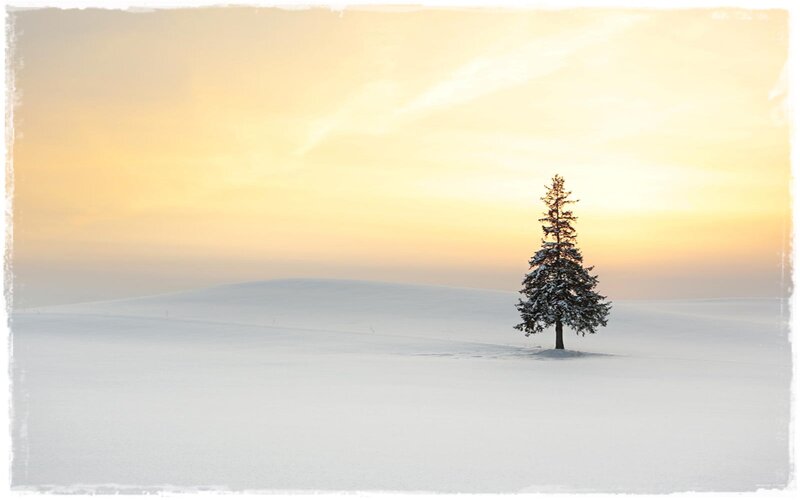 Single Tree in Snow — White, Serene