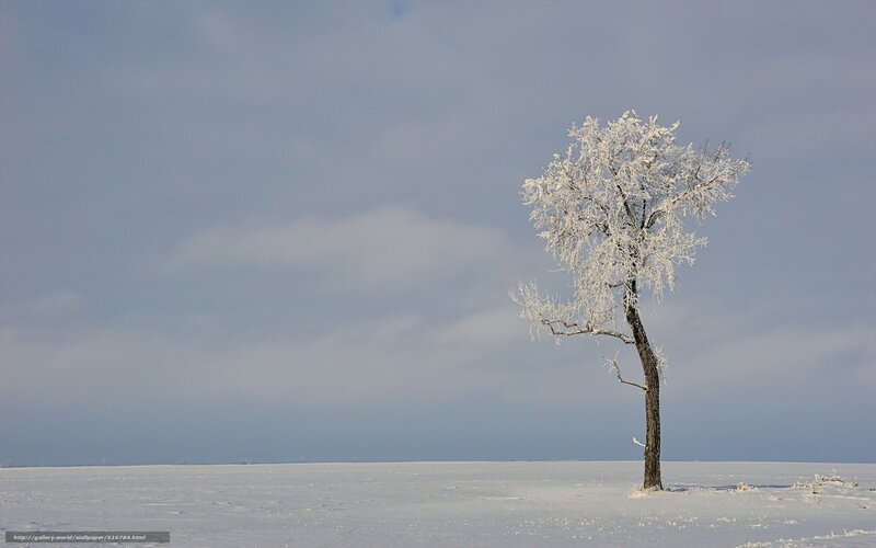 Single Tree in Snow — White, Serene, Winter, Photograph, Sky