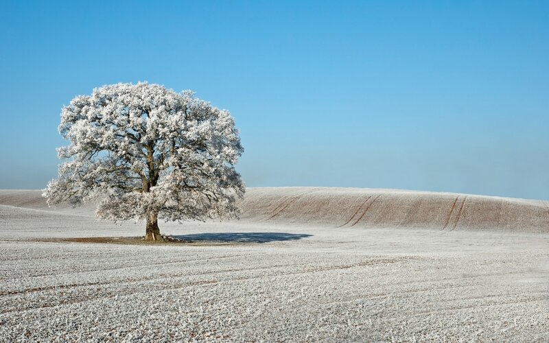 Single Tree in Snow — White, Serene, Winter, Photograph