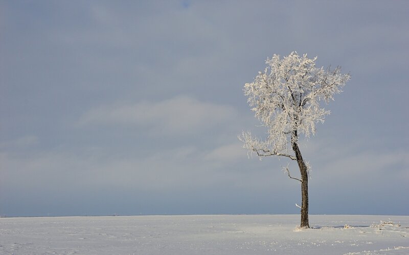 Single Tree in Snow — White, Serene, Winter