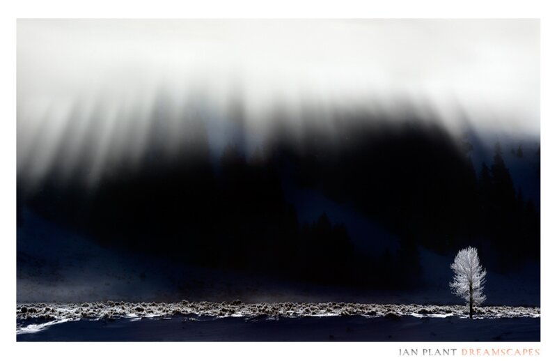 Single Tree in Snow — White