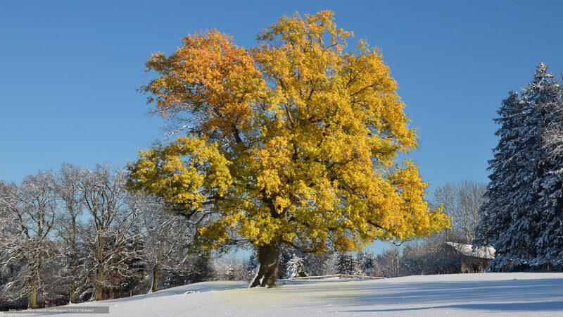 Single Tree in Snow — Yellow