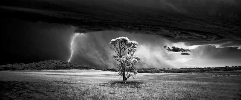Single Tree in Storm