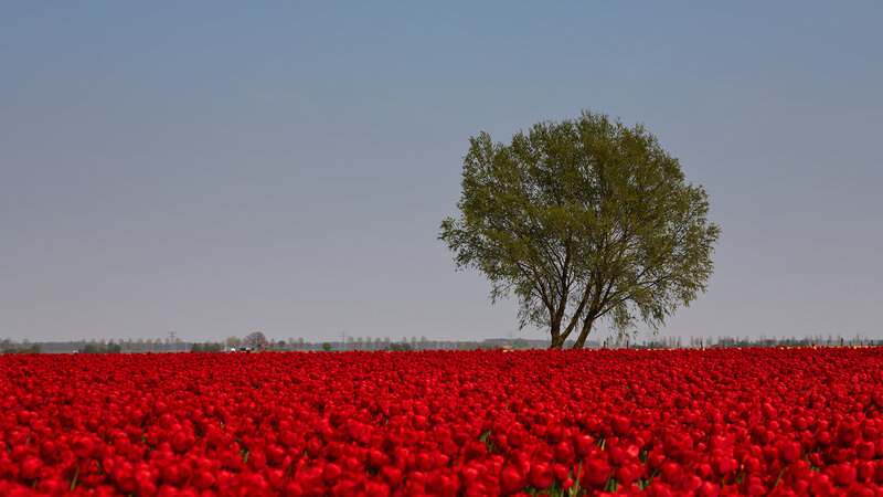 Single Tree in Tulip Field — Red
