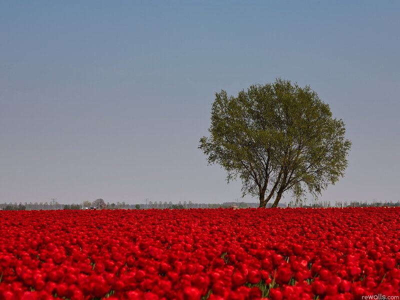 Single Tree in Tulip Field