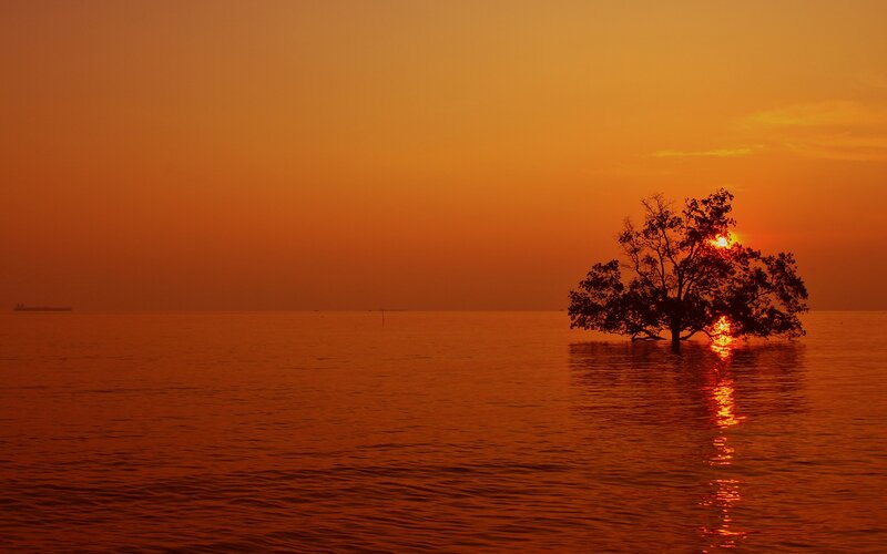 Single Tree in Water — Orange