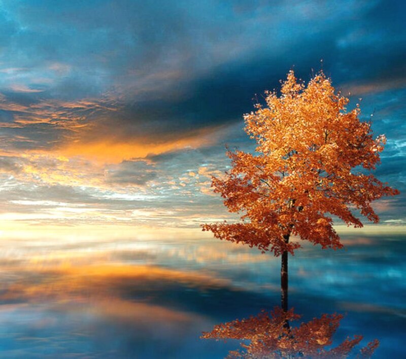 Single Tree in Water