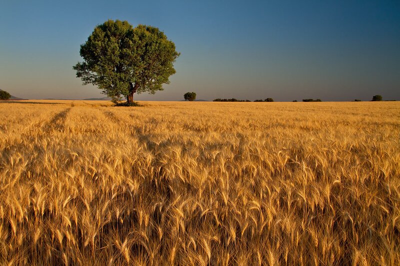 Single Tree in Wheat Field — Gold