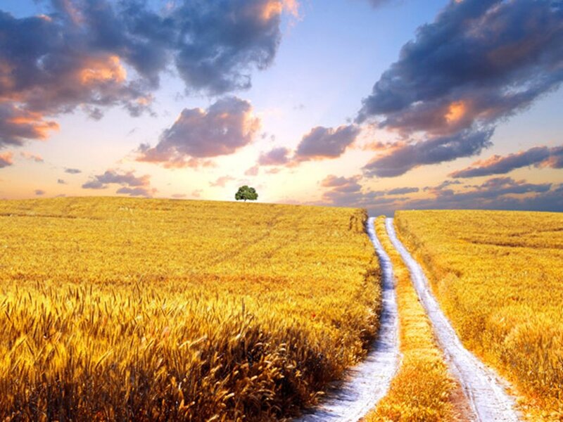 Single Tree in Wheat Field