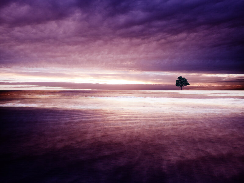 Single Tree on Beach — Purple