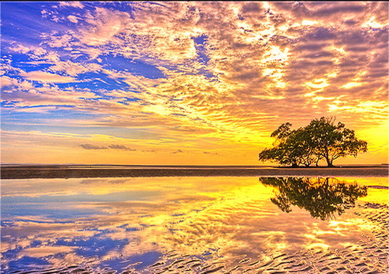 Single Tree on Beach