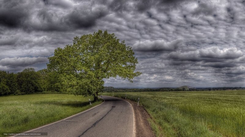 Single Tree on Country Road — Green