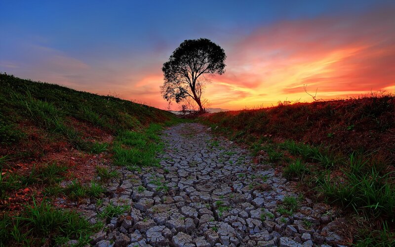Single Tree on Cracked Path