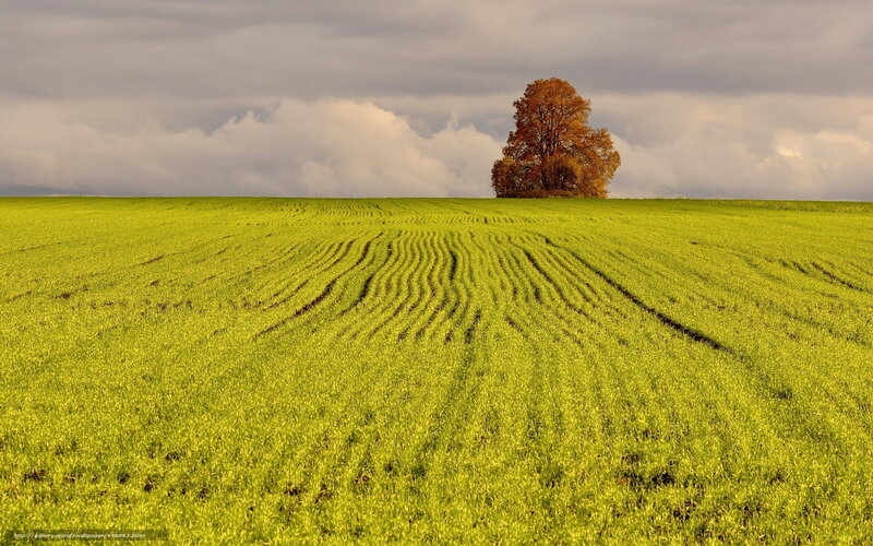 Single Tree on Field — Green