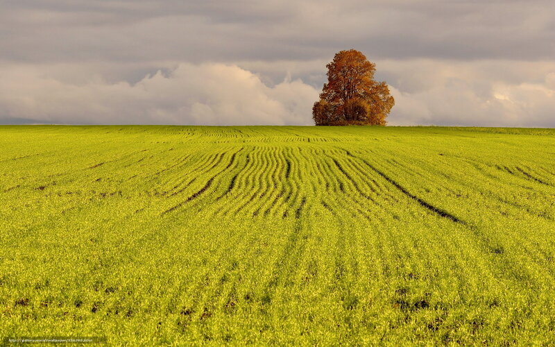 Single Tree on Field