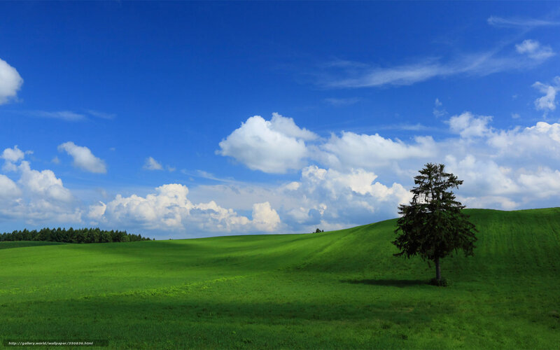 Single Tree on Green Hill — Serene, Afternoon
