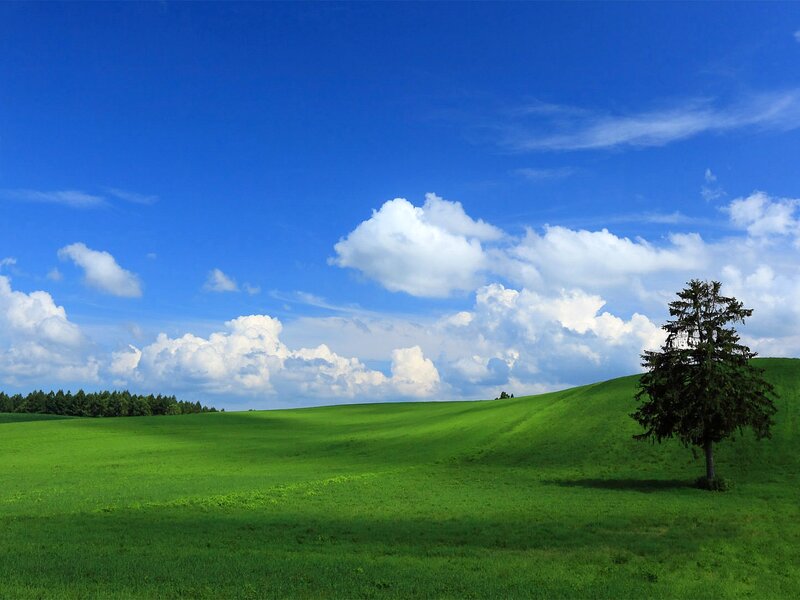 Single Tree on Green Hill — Serene