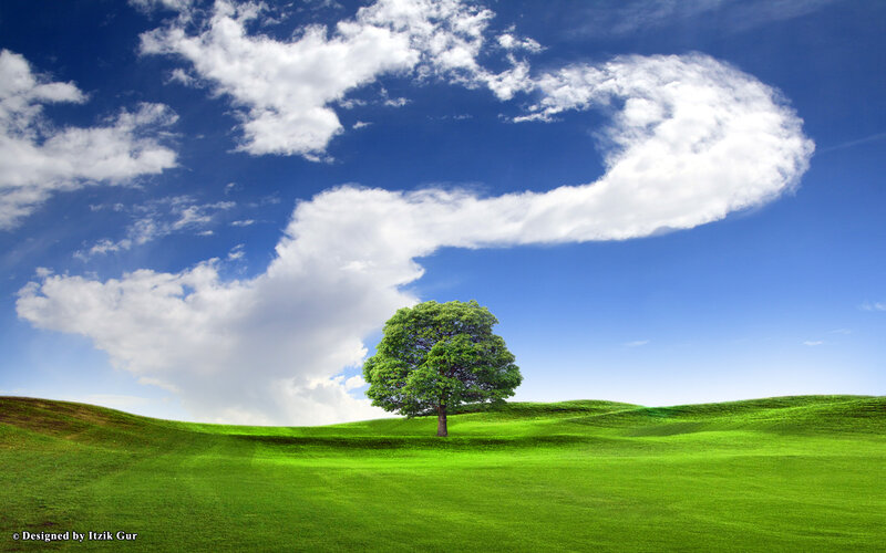 Single Tree on Green Hill