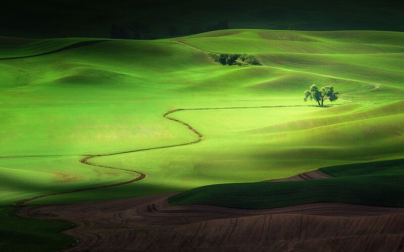Single Tree on Green Hills