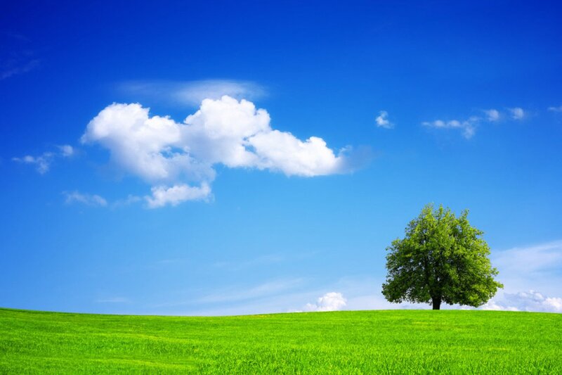 Single Tree on Hill — Blue, Serene, Afternoon, Photograph