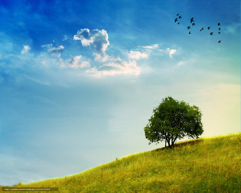Single Tree on Hill — Blue, Serene, Afternoon