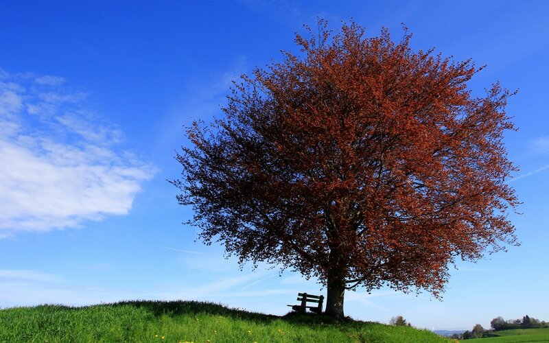 Single Tree on Hill — Blue, Serene, Autumn