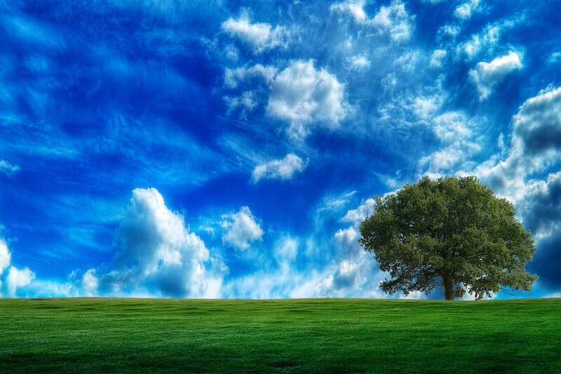 Single Tree on Hill — Blue, Serene